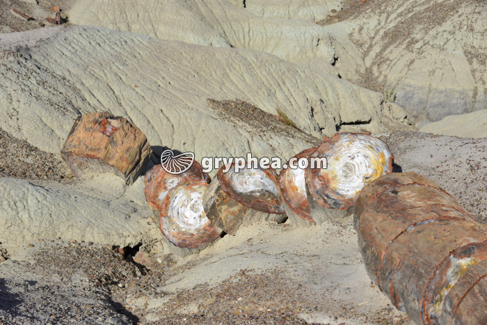 Troncs d'Araucaria silicifiés (Petrified forest NP, Arizona, USA) - gryphea.com